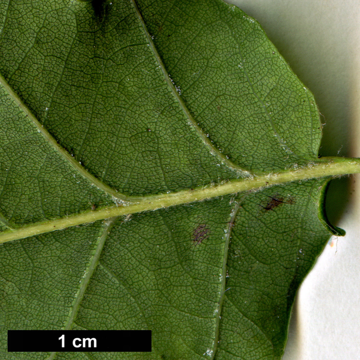 High resolution image: Family: Fagaceae - Genus: Quercus - Taxon: ×streimii  (Q.petraea × Q.pubescens)